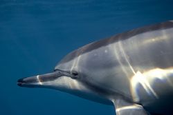Full frame Hawaiian spinner dolphin in shallow water. by James Kashner 